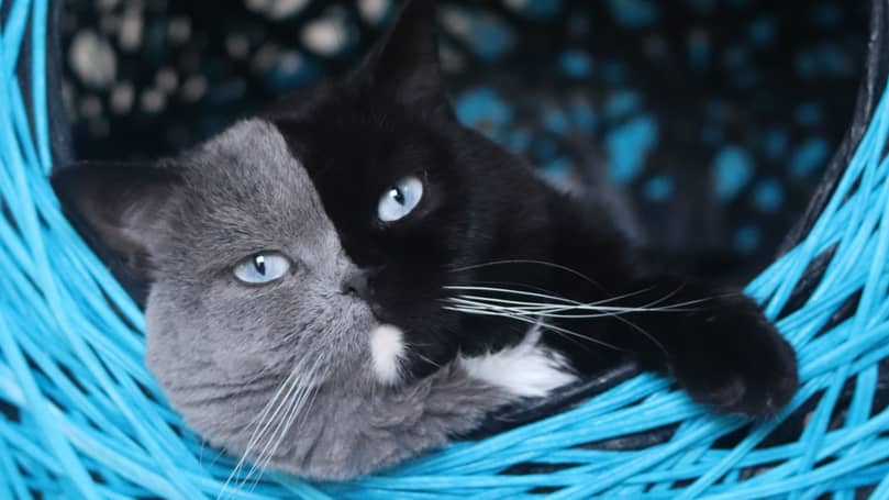 Cat With Unique Two-Tone Face Fathers Kittens In Each Of Its Colours - Tyla