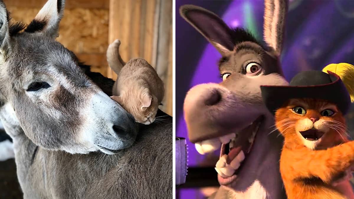 Cat And Donkey Duo Are Just Like Shrek S Puss In Boots And Donkey