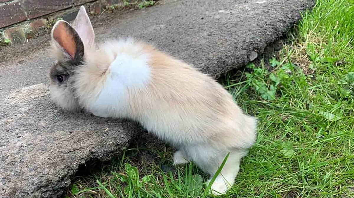 Woman's Pet Rabbit Is Killed By 'Bomb-Like' Fireworks