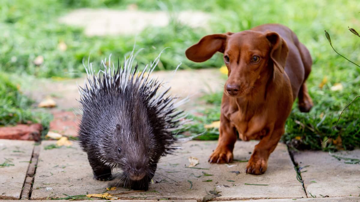 A Baby Porcupine Has Become Best Friends With A Zookeeper's Pet Sausage ...