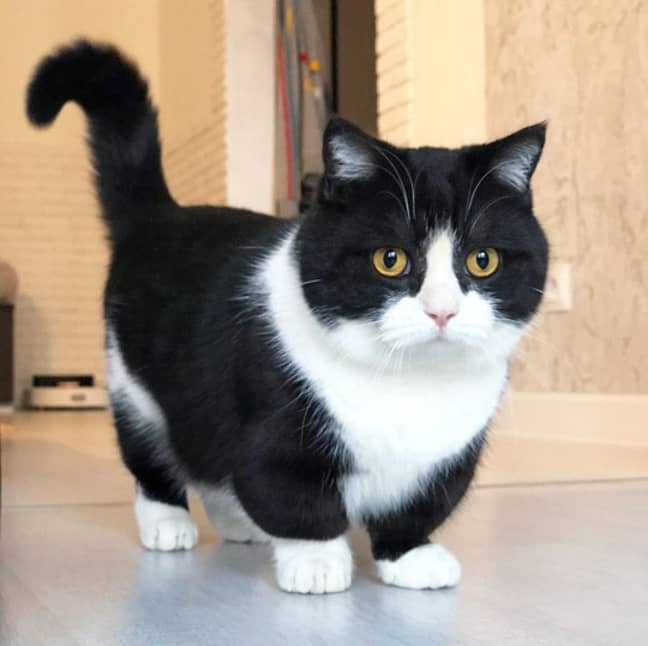 cat-with-incredibly-short-legs-becomes-instagram-star-tyla