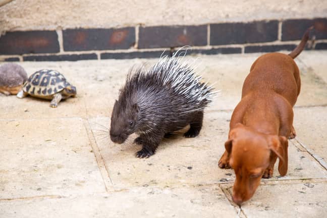 A Baby Porcupine Has Become Best Friends With A Zookeeper's Pet Sausage ...