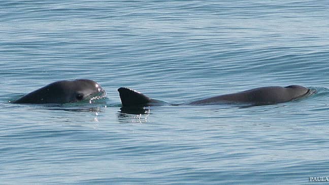 There are less than 30 Vaquita's left in the wild. (Credit: Paula Olson/NOAA/Wikimedia Commons)