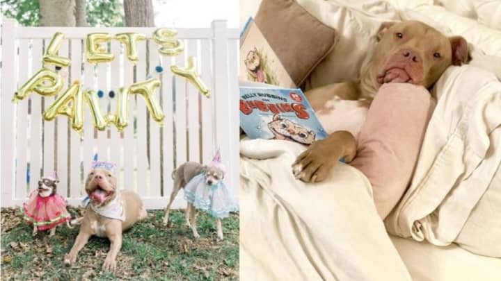 Pampered Pitbull Gets His Own Birthday Party And It S The Least He Deserves Tyla