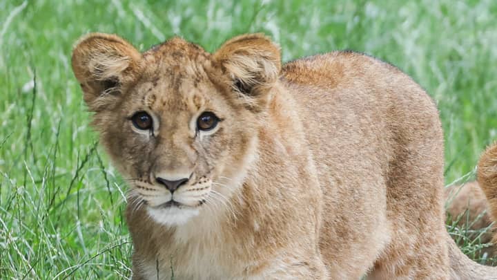 Download Newborn Lion Cub Freezes To Death In Subzero Temperatures At Uk Zoo