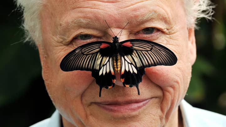 David Attenborough Is Working On Groundbreaking Documentary Exploring How Animals Use Colour Tyla