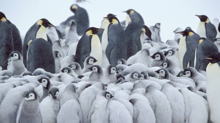 The Second Largest Emperor Penguin Colony In Antarctica Is Disappearing ...